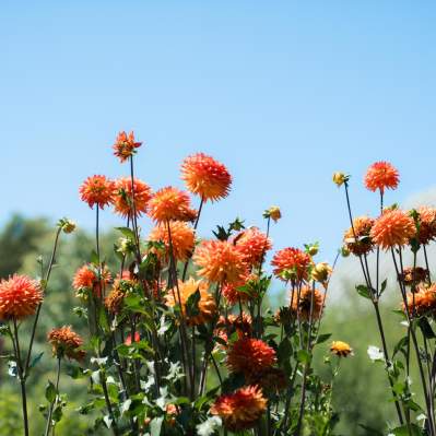 close up of wildflowers