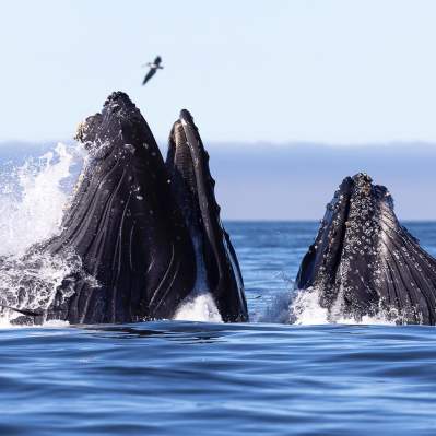 Whales in Morro Bay