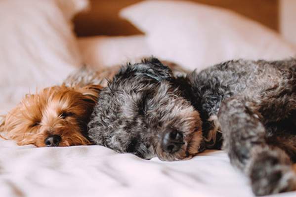 2 dogs sleeping on bed