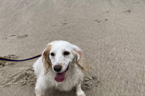 Top Ten Dog-Friendly Adventures