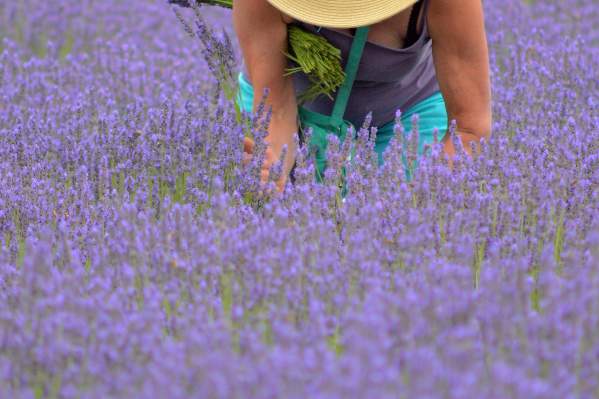 Top Annual Festivals in 2026