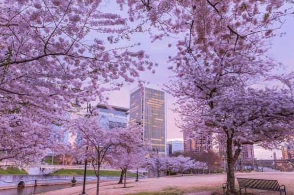 cherry blossoms on Brown's Island