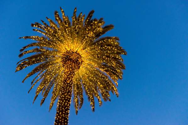 Palm Tree Lights