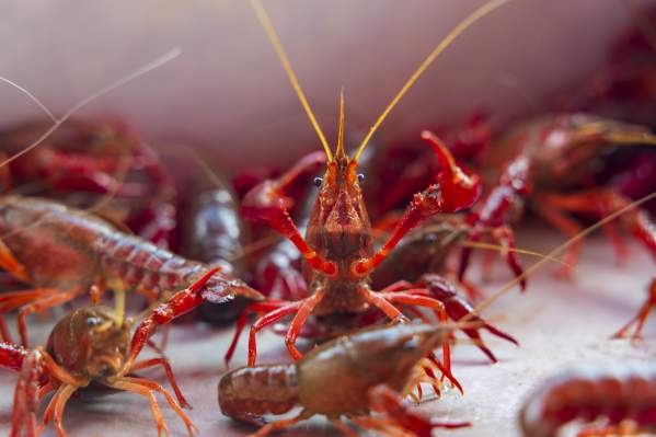 Crawfish Tours