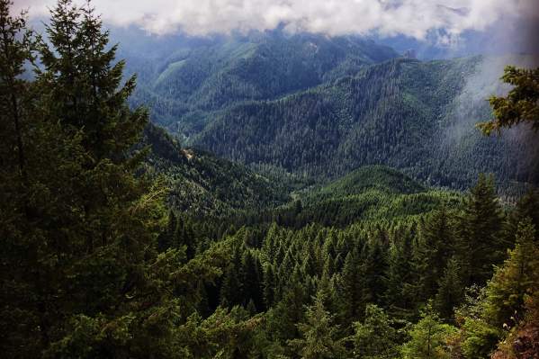 Tree Guide & Forest Bathing | Eugene, Cascades & Oregon Coast