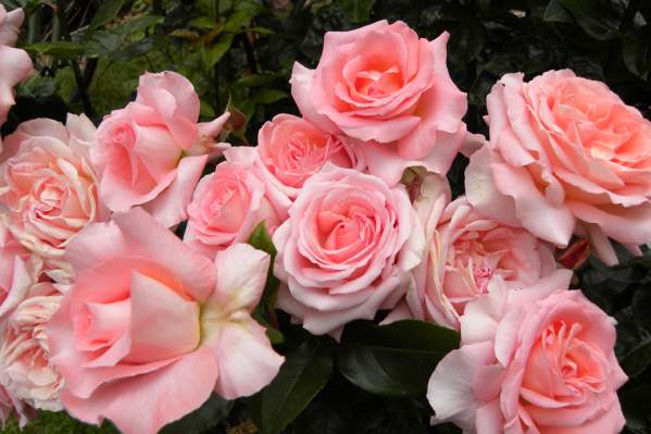 Owen Rose Garden