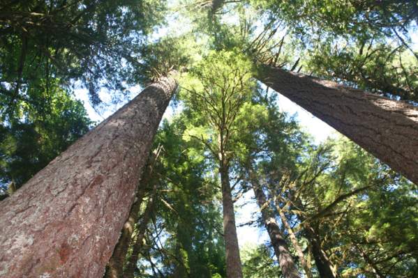 Oakridge Tree Planting Festival