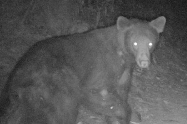 Walk on the Wild Side – The World of Crepuscular and Nocturnal Wildlife