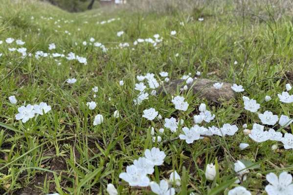 Earth Day Wondrous Wildflower Walk