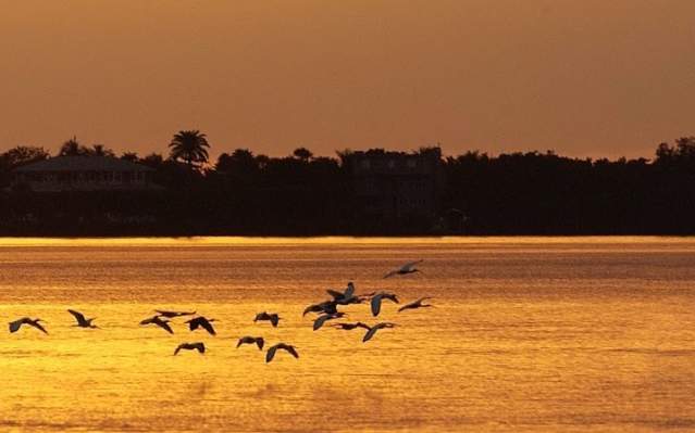 Flock of Birds Flying Close to Water at Sunset