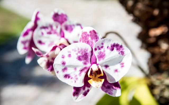Punta Gorda/Englewood Beach Orchids