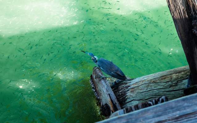 Blue Heron Fishing