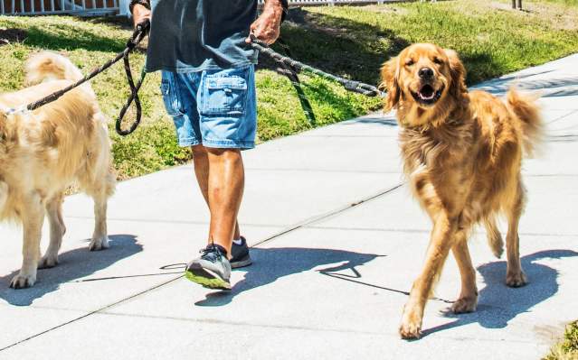 Two Golden Retrievers on a walk in Punta Gorda/Englewood Beach