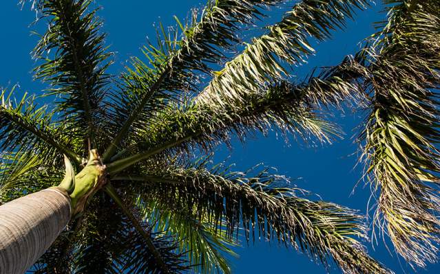 Blue sky seen through Palm Tree