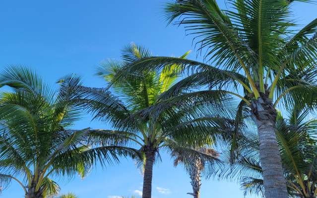 Stately Palms Swaying in the Breeze against a bright blue sky