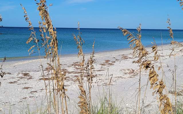 Sea Oats on the beach with blue water and sky in background