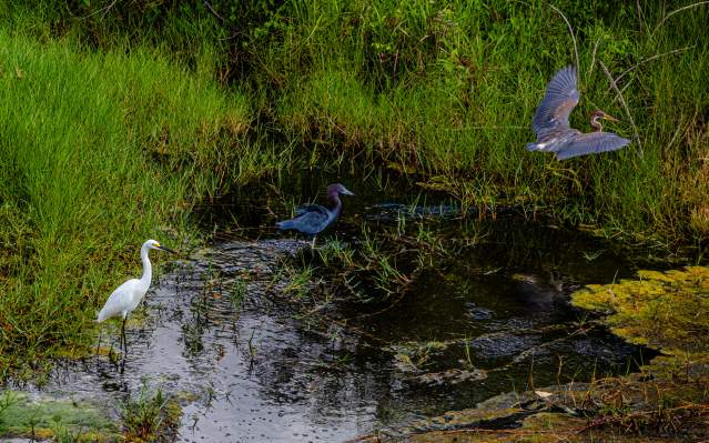 Three birds at Babcock/Webb Wildlife Management Area in Punta Gorda, Florida