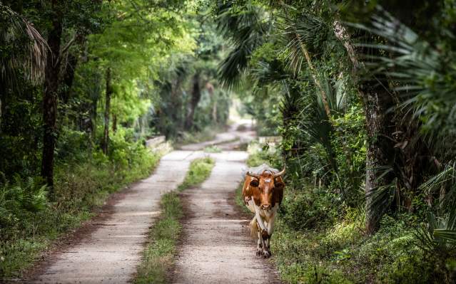 Lone "Cracker" cow on the trail of Babcock Ranch Eco-Tours in Punta Gorda in early spring.