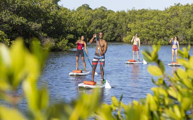 Standup Paddleboarding in the Mangroves in Punta Gorda/Englewood Beach