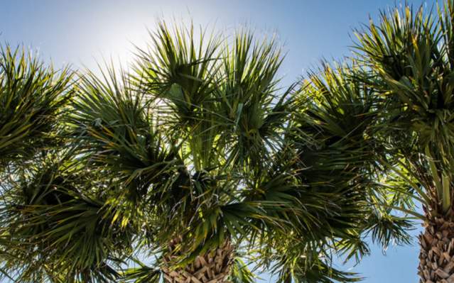 Three Palm Trees at Englewood Beach