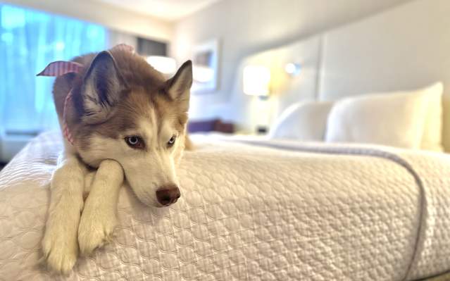 Husky sits on hotel bed