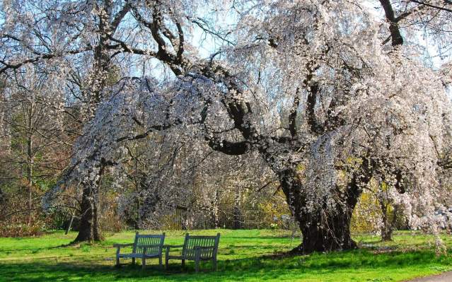 morris arboretum cherry blossoms