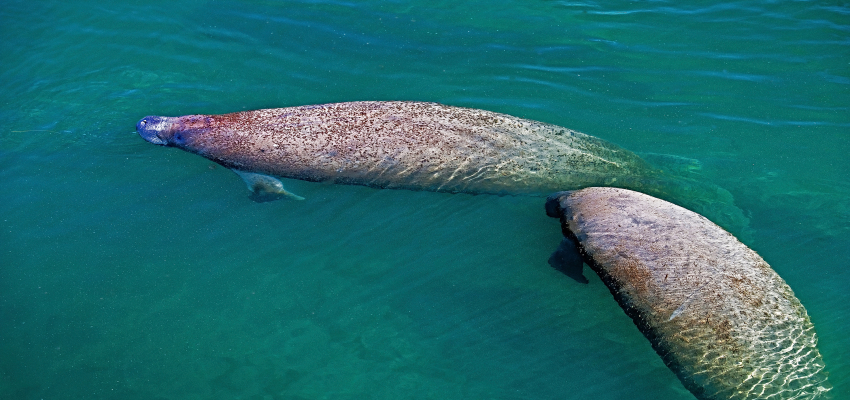 manatees