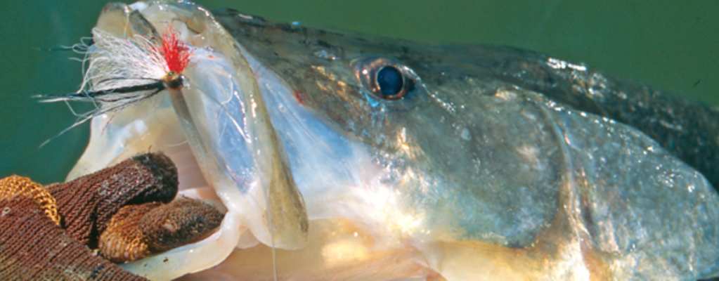 Check Out These Snook Fishing Tips And Tricks Fort Myers, FL