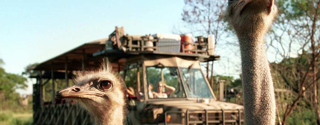 Your Guide to Disney's Animal Kingdom Theme Park in Orlando | VISIT FLORIDA