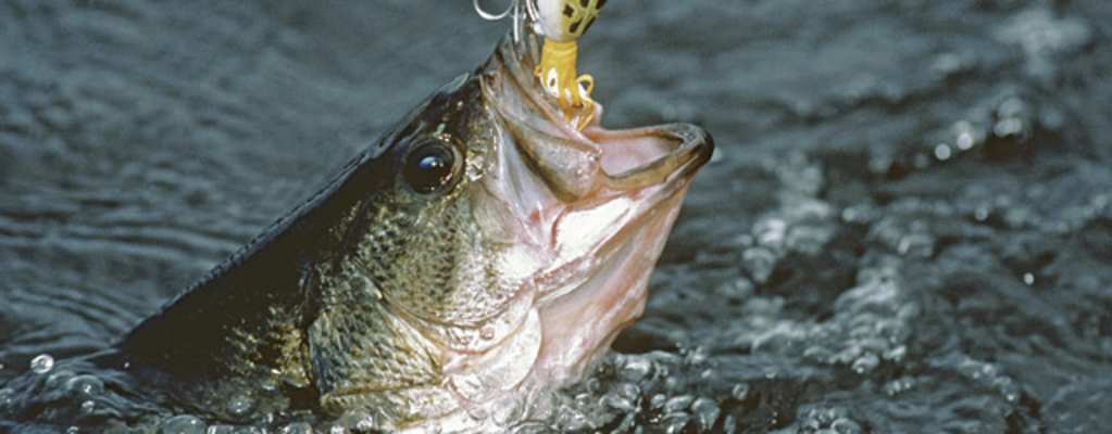 Angler's Guide: Tips on Fishing for Black Bass in Florida
