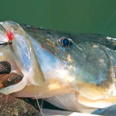 Fishing for Snook in Florida: Top Spots to Find Backcountry Snook
