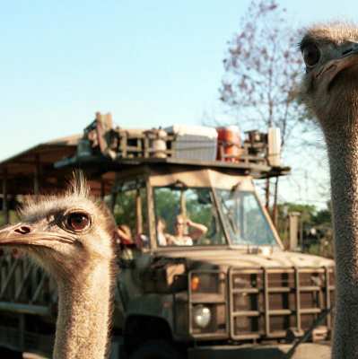 Your Guide to Disney's Animal Kingdom Theme Park in Orlando | VISIT FLORIDA Your Guide to Disney's Animal Kingdom Theme Park in Orlando | VISIT FLORIDA