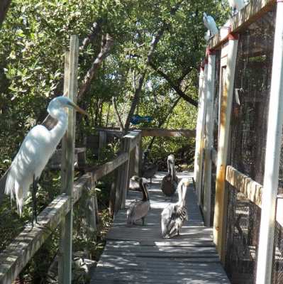 1334344811_walkway-keyswildbirdcntr.jpg