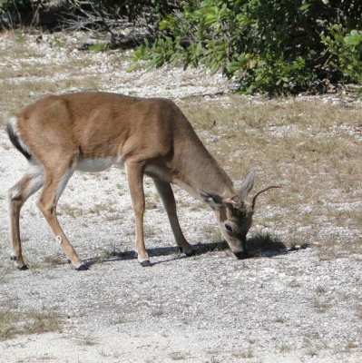 Wildlife in Florida: Where, When &How to See Wild Creatures
