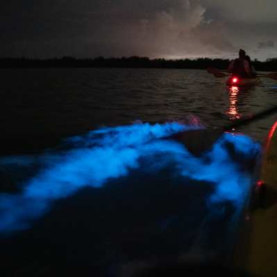 Understanding Bioluminescence in Cocoa Beach