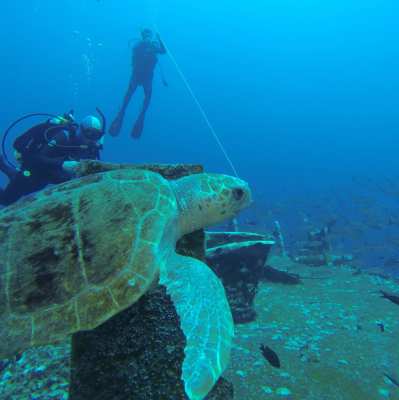 Pensacola-Diving.jpg