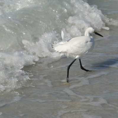 This bird's bright yellow feet can tell you it's a Snowy Egret, not a Great Egret.