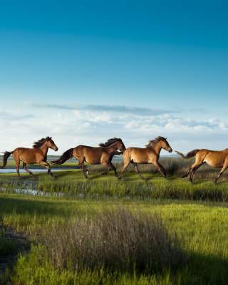 Cape Lookout - Horses Running