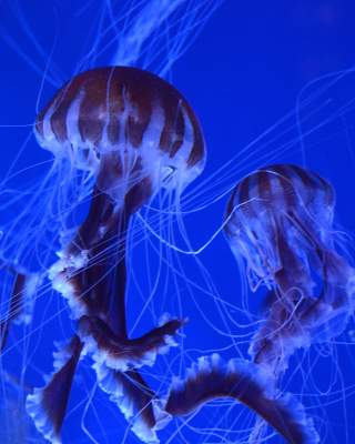 North Carolina Aquarium at Pine Knoll Shore Jellyfish