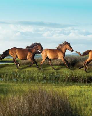 Wild Horses