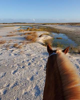 Cedar Island Resort Horseback Riding