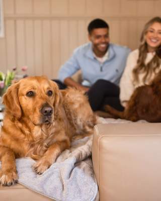 Golden retriever sits on the sofa, while a couple play with another dog in the background