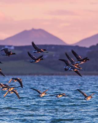 Brent Geese flying low over Strangford Lough with hills in the background