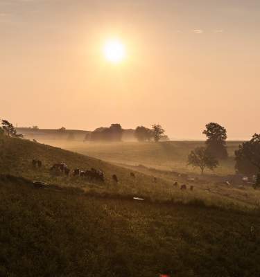 Cows graze in the early morning hours at Rodale Institute