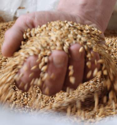 Eight Oaks Craft Distillers Handful of Grain