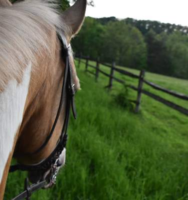 Horseback riding in Lehigh Valley
