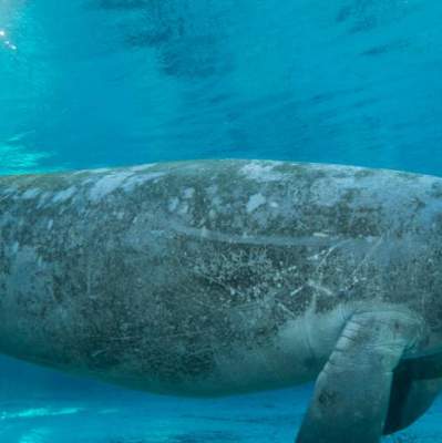 At the start, the size of a manatee is a bit intimidating.