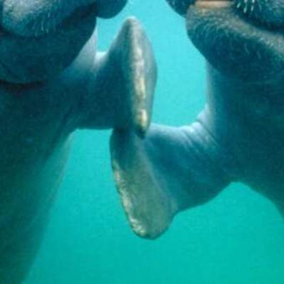 manatee florida