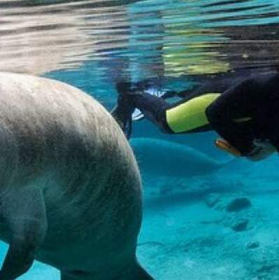 Florida manatees