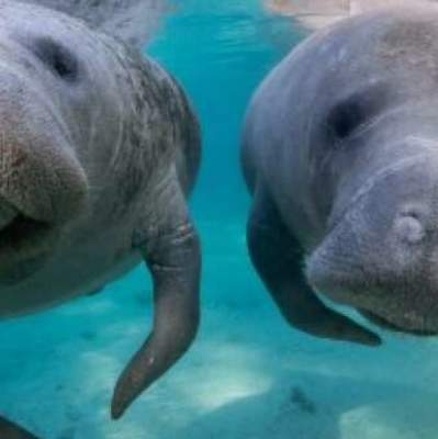 Manatees in Florida